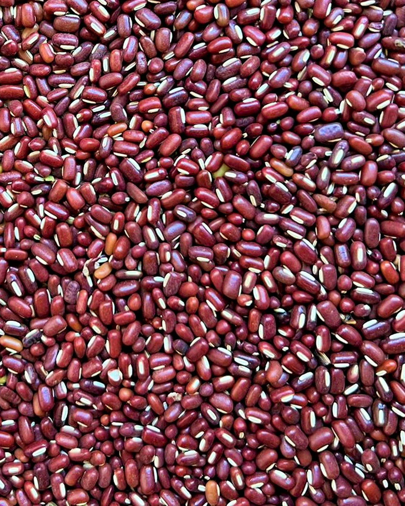 Red Madagascar beans prepared as an agricultural export product