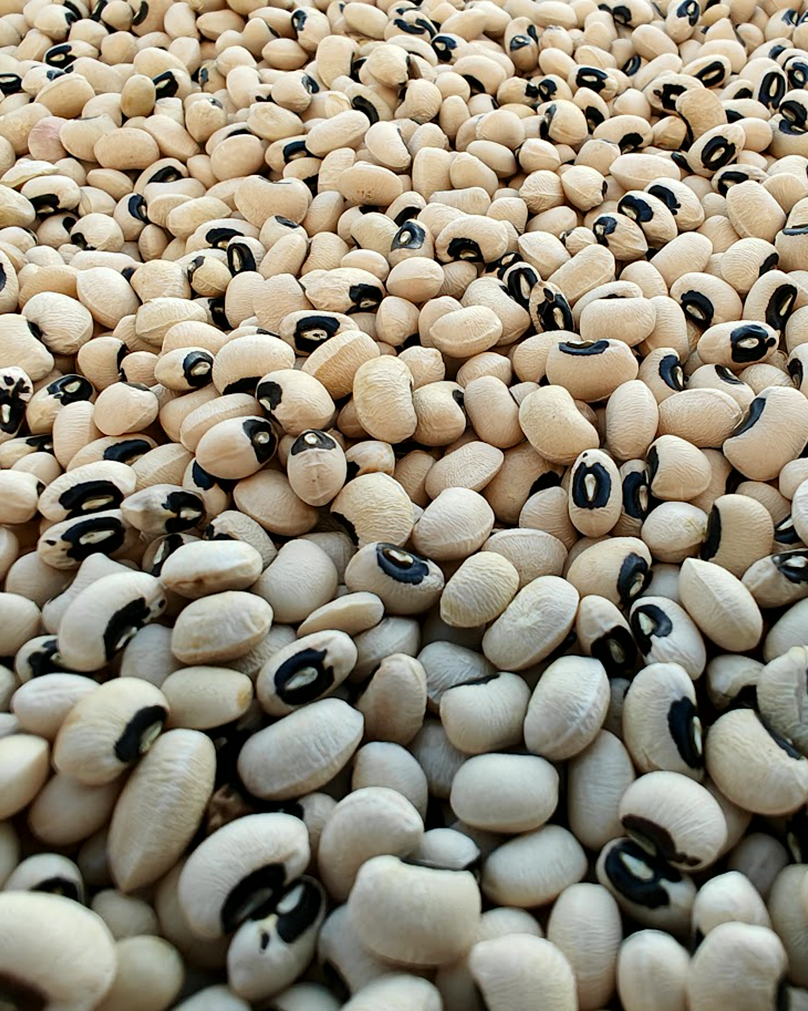 Black-eye beans shown in close-up for export sourcing