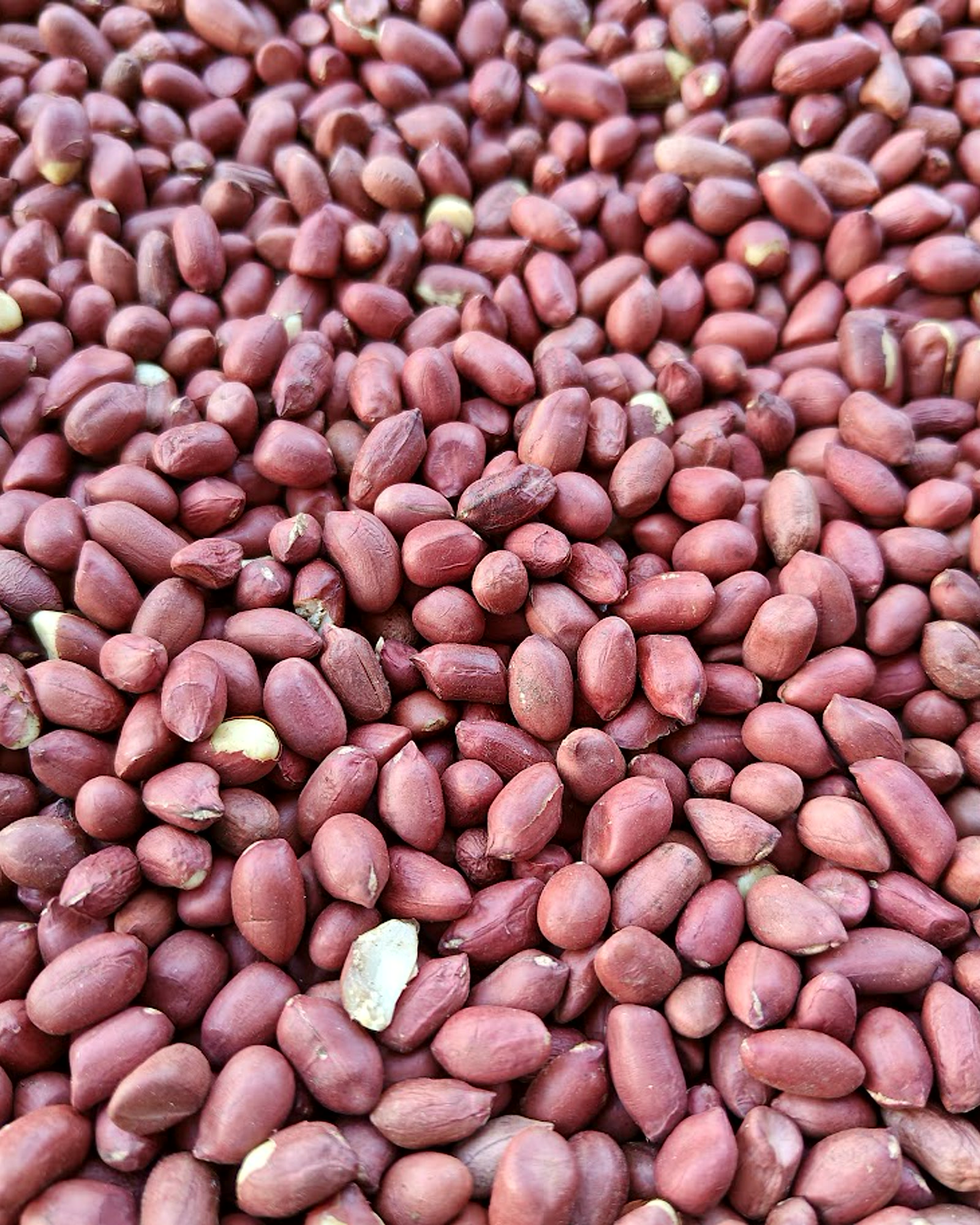 Peanuts photographed as a local agricultural export product