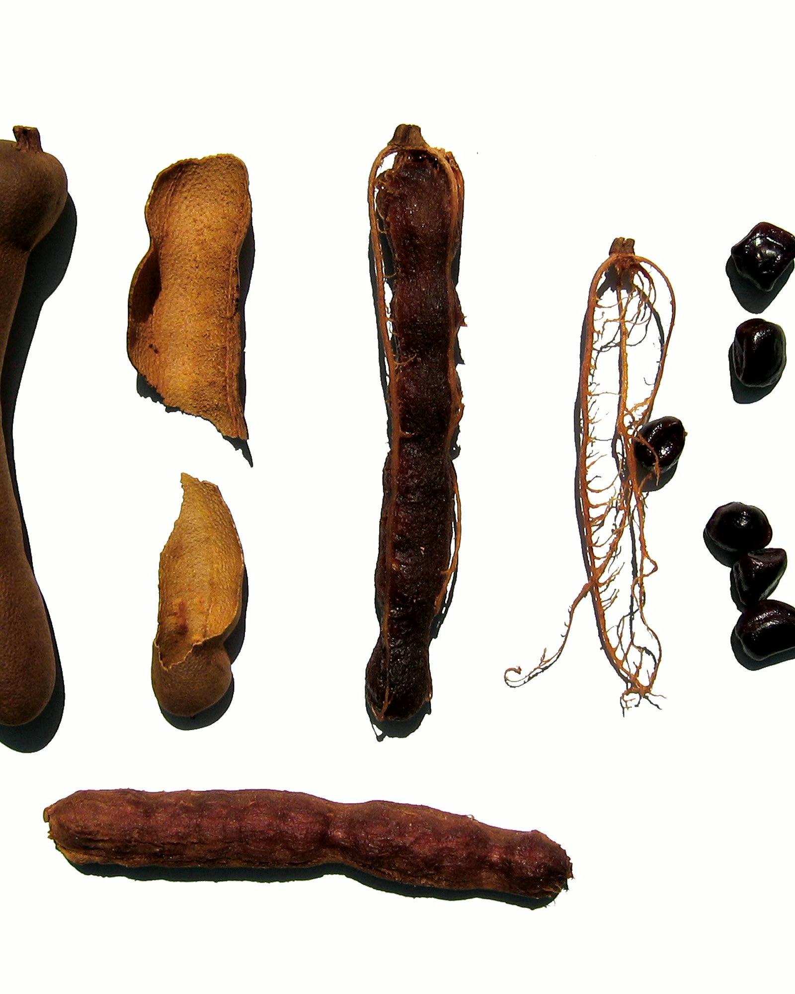 Tamarind pods and pulp photographed for export sourcing