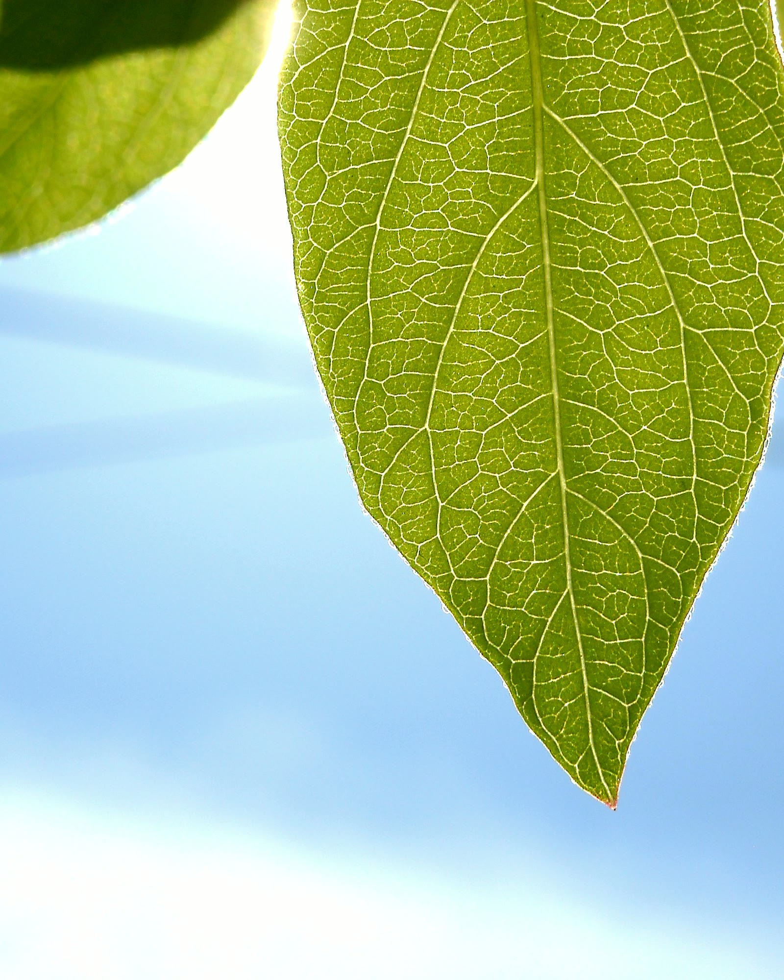 Tea leaves photographed for export product presentation