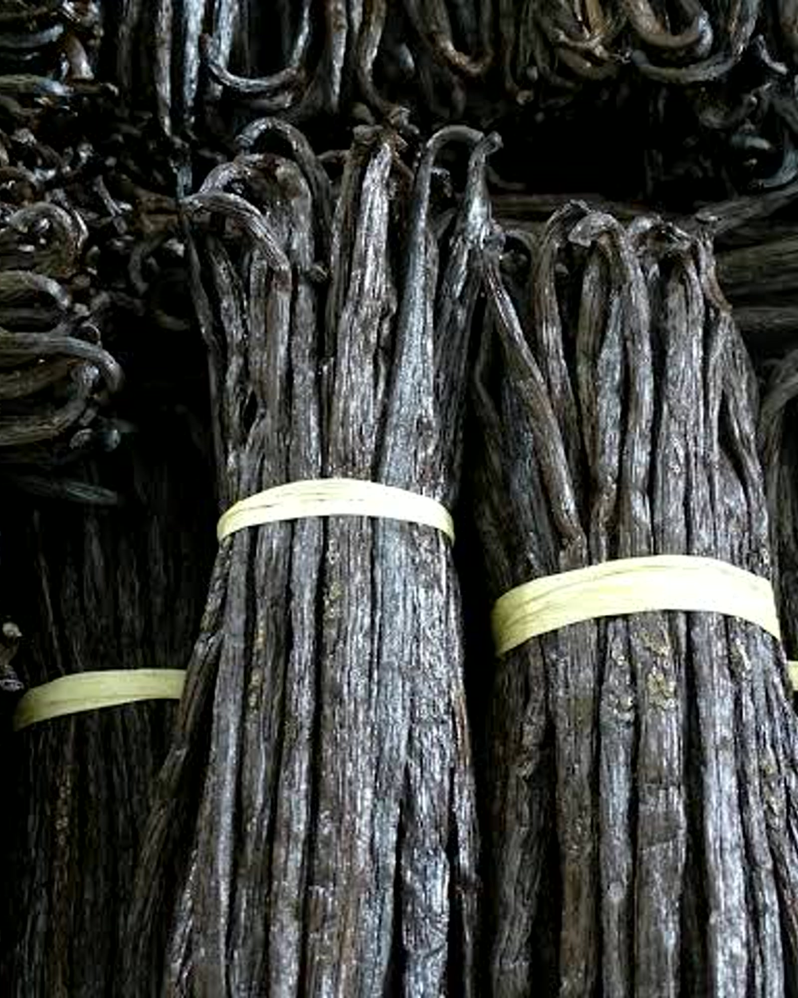 Vanilla beans close-up for Madagascar origin product